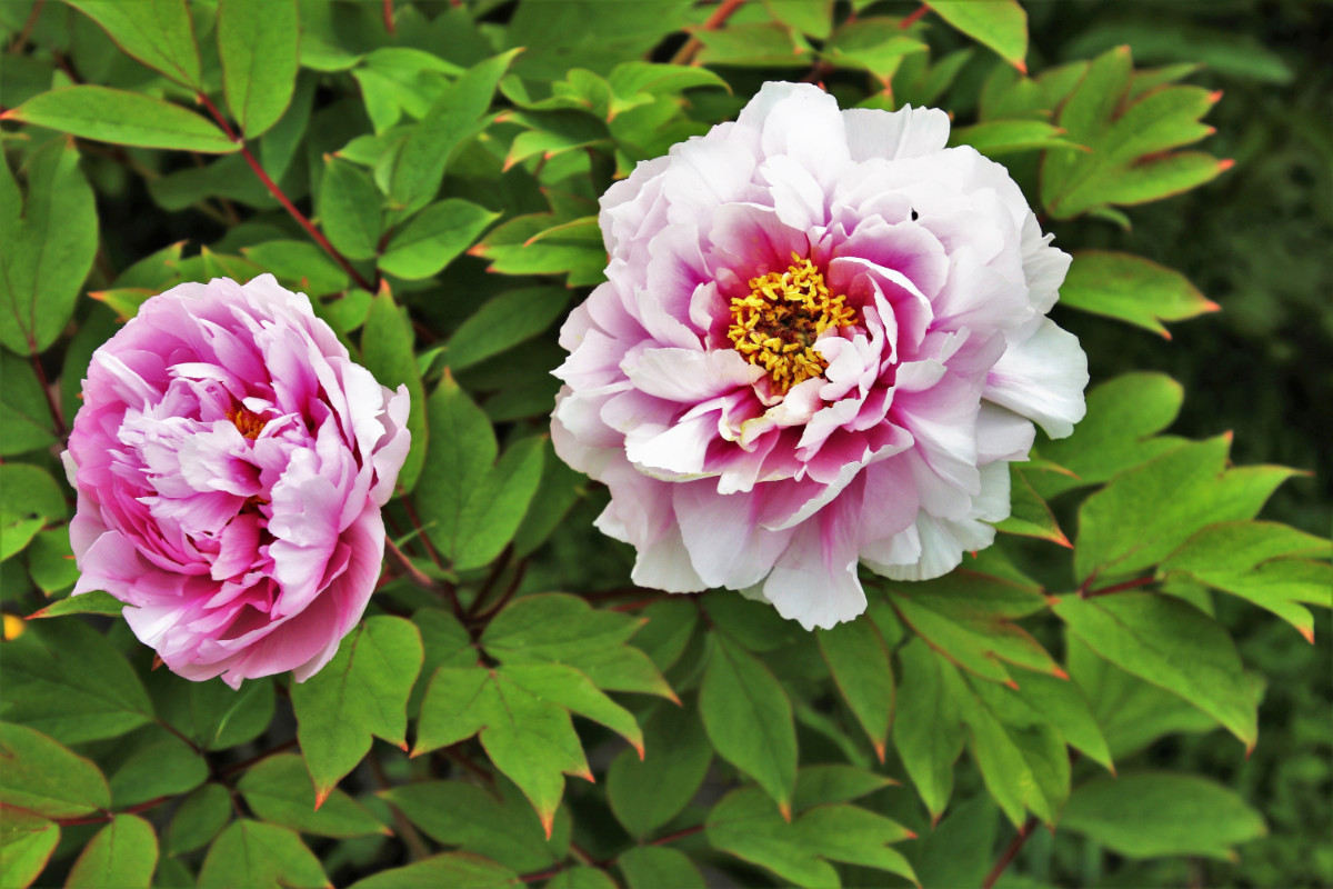 5 Home Maintenance Tasks to Tackle Before Summer