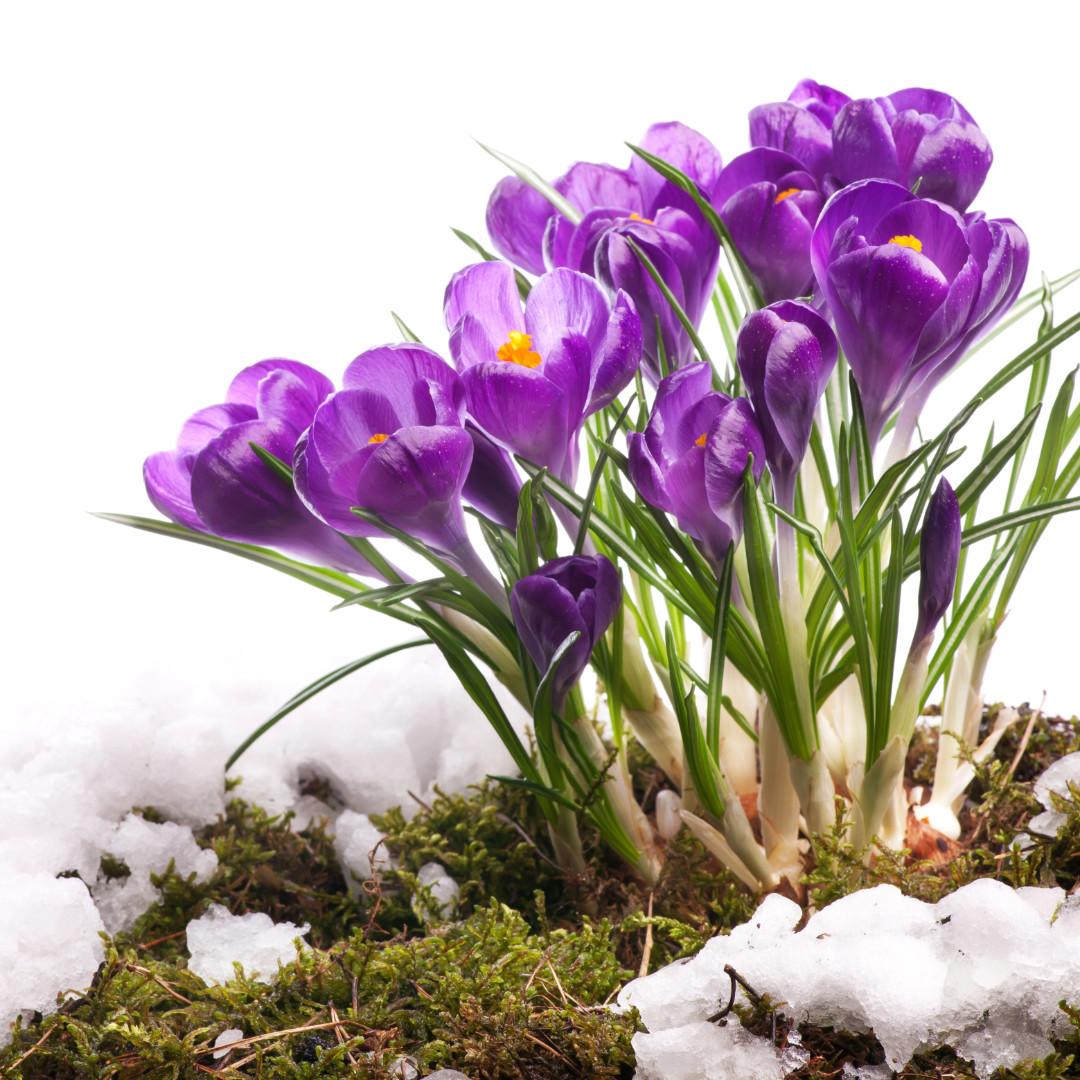 Over 55 Skills At Work - March Newsletter - spring is almost here